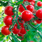Multi Tomato Seeds