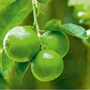 Dark Green Lemon Seeds