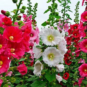 Giant Danish Mix Hollyhock Seeds