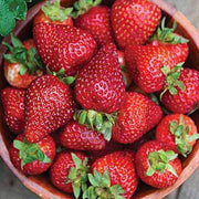Seascape Strawberry Seeds