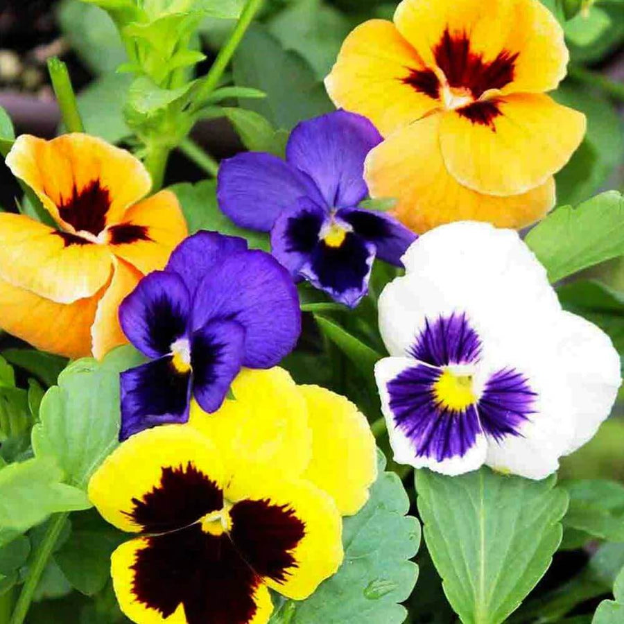 Schweizer Riesen Mix Pansy Seeds