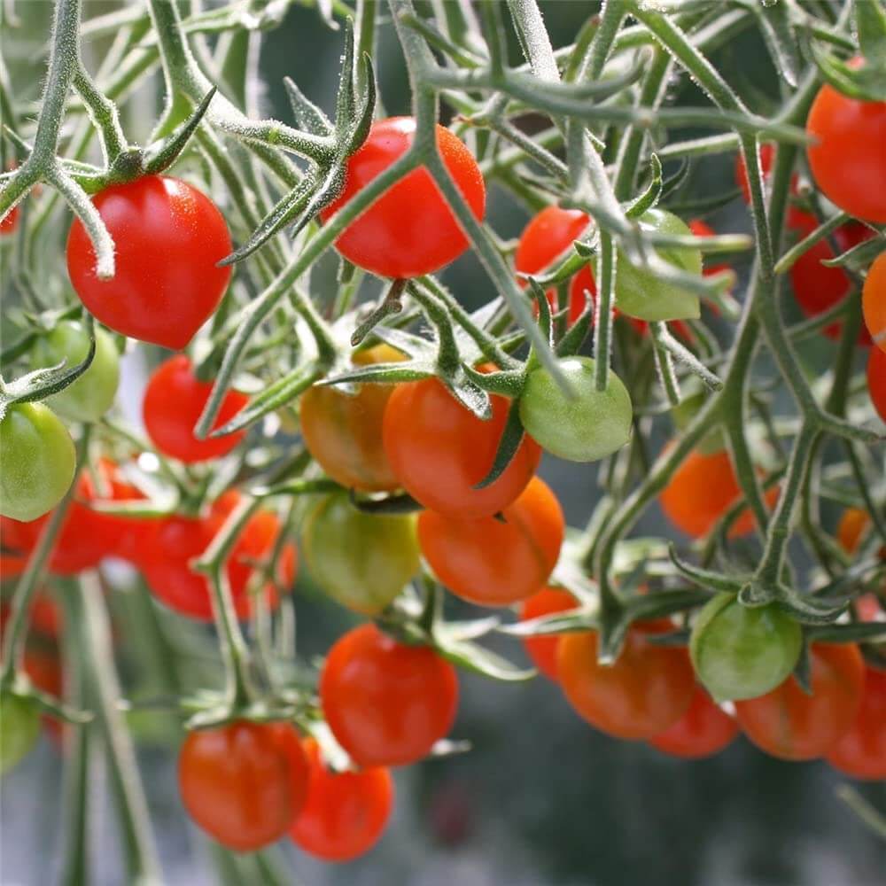 Tomberry Tomato Seeds