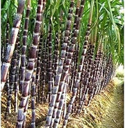 Sugarcane Seeds - for Home Gardens Seeds