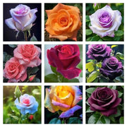 Mixed Rose Colors Rosa spp. Seeds