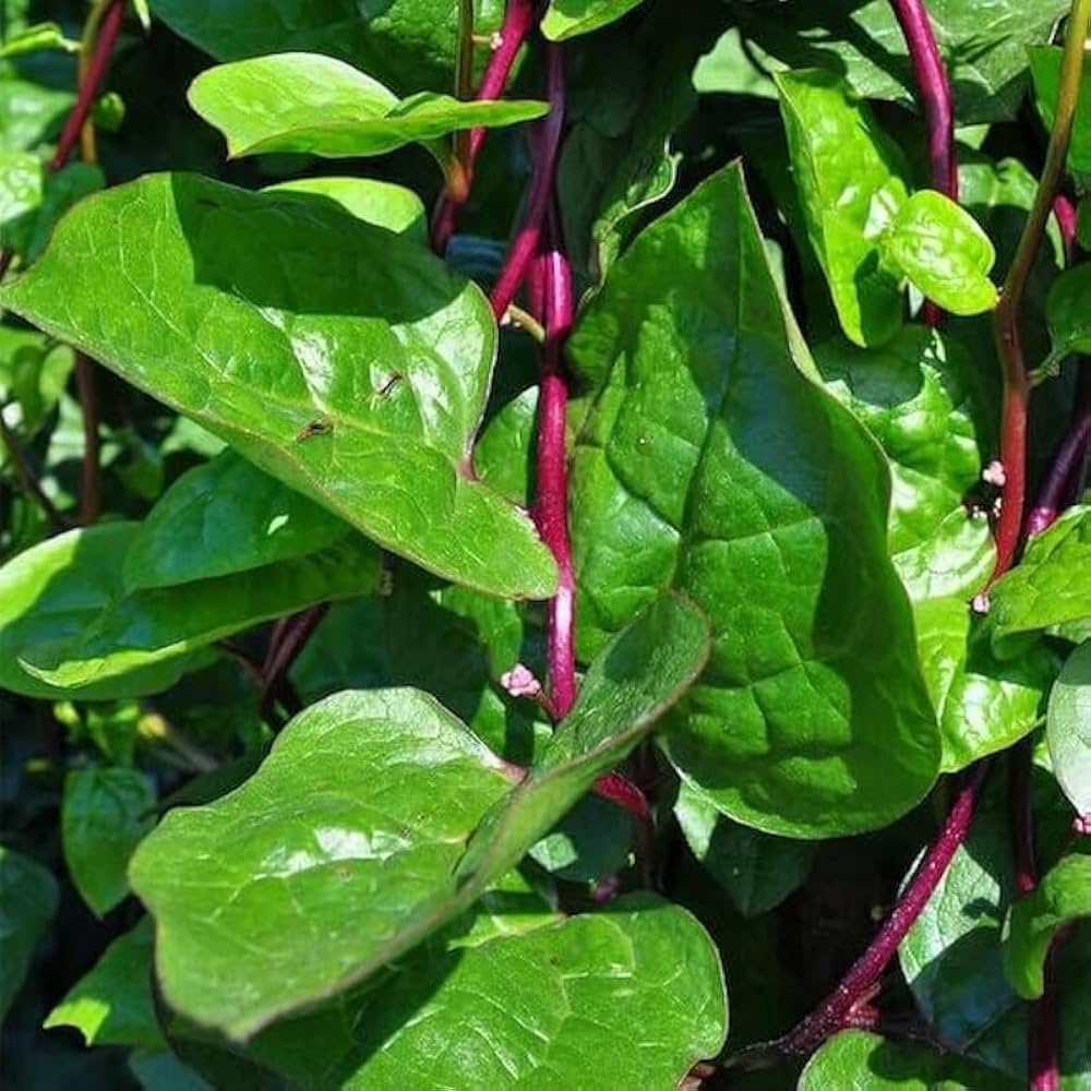 Malabar Spinach Seeds