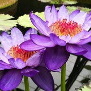 Purple Aquatic Lotus Seeds