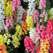 Mixed Colors Snapdragon Seeds