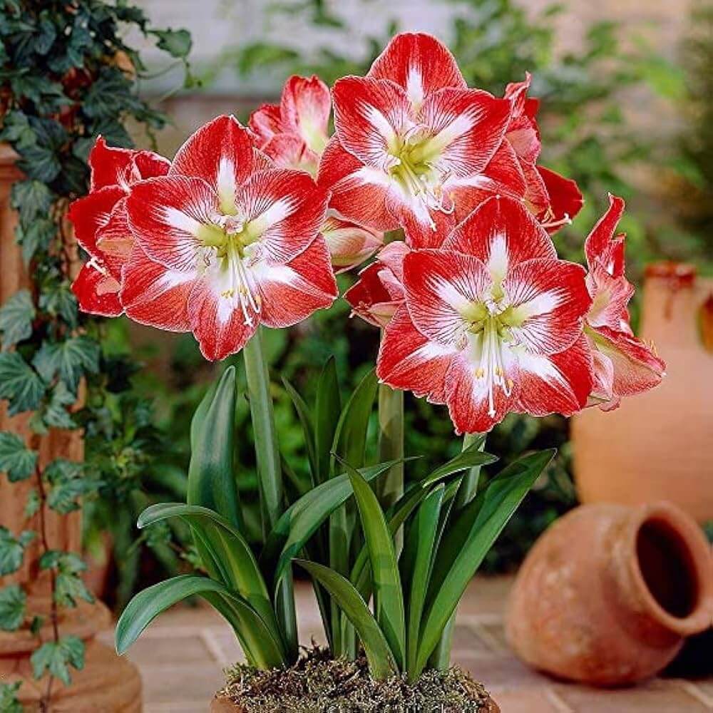 Indoor Garden Amaryllis Seeds