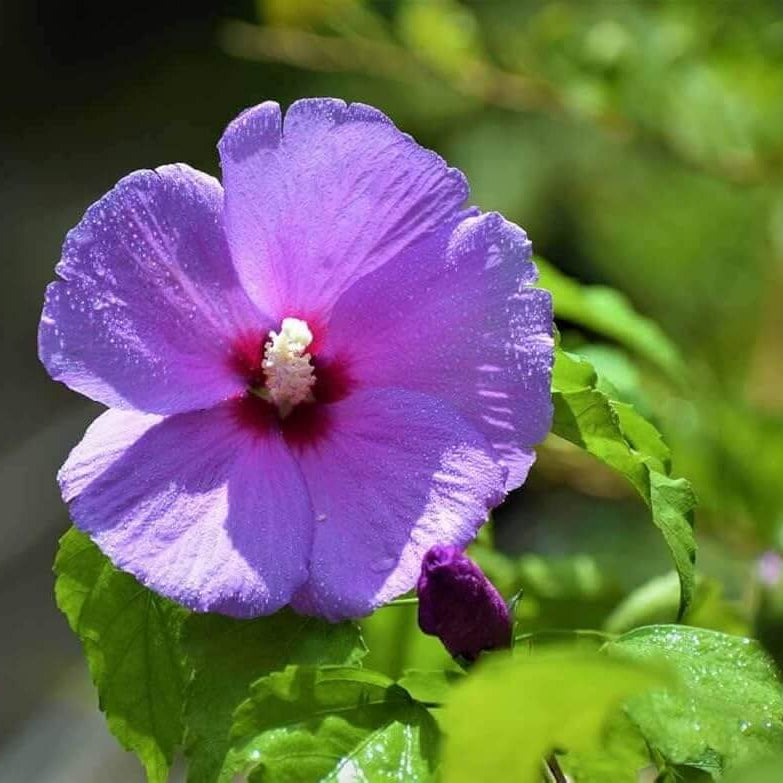 Dark Purple Hibiscus Seeds