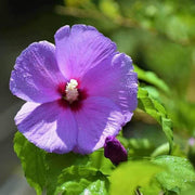 Dark Purple Hibiscus Seeds