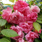 Climbing Pinkie Rose Seeds
