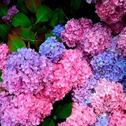 Wildflower Mix Hydrangea Seeds
