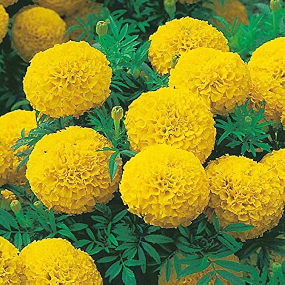 Lemon Yellow Marigold Seeds