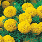 Lemon Yellow Marigold Seeds