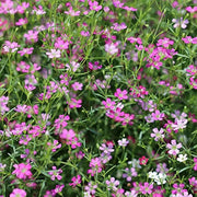 Mixed Colors Gypsophila Seeds