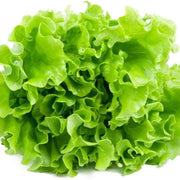 Light Green Lettuce Seeds