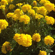 Bonanza Yellow Marigold Seeds