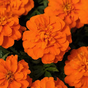 Safari Tangerine Marigold Seeds