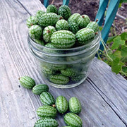 Mini Melon Seeds