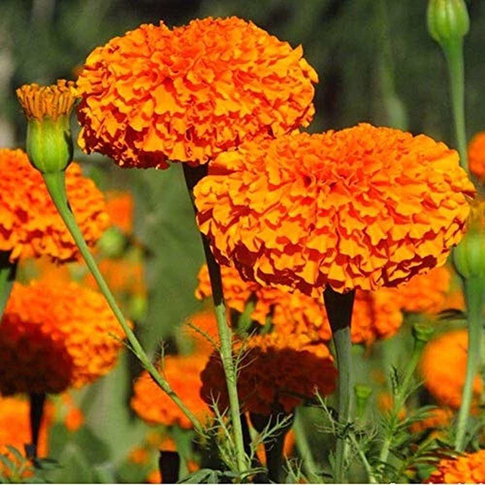Vibrant Landscape Marigold Seeds