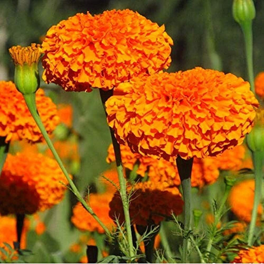 Vibrant Landscape Marigold Seeds