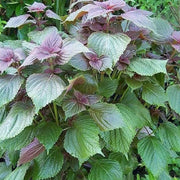 Perilla Seeds - Herbal Plant For Home Gardens Seeds