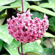 Hoya carnosa Seeds