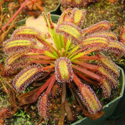 Drosera Capensis Sundew Seeds, Herbal