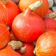 Hokkaido Red Kuri Pumpkin Seeds