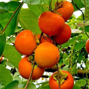 Red Asian Persimmon Seeds