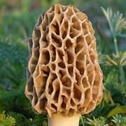 Morchella Conica Morel Mushroom Spawn Seeds