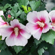 White & Hot Pink Hibiscus Seeds