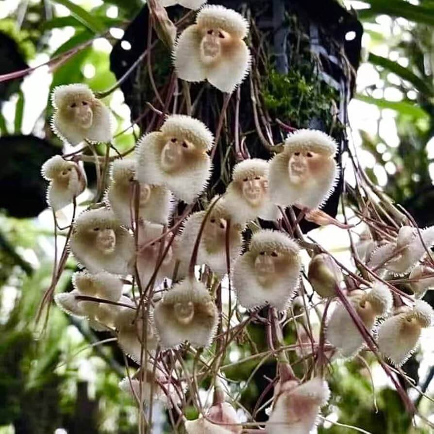 Dracula Simia Monkey Face Orchid Seeds