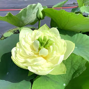 Green Seeds, Aquatic Lotus