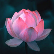 Pink Sacred Lotus Seeds