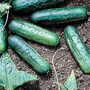 Eureka Cucumber Seeds