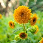 Teddy Bear Sunflower Seeds