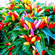 Ornamental Pepper Seeds