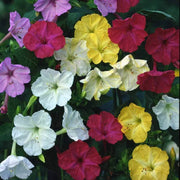 Wildflower Mix Mirabilis Seeds