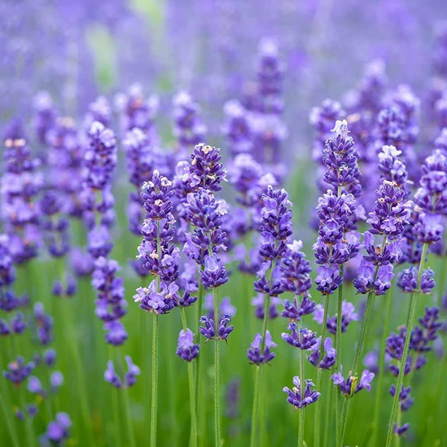 Lavender Mint Seeds - Herbal Seeds