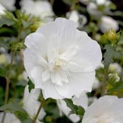 Wildflower Mix Sharon Seeds