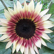 Creme and Pink Sunflower Seeds