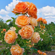 Lotus Orange Rose Seeds