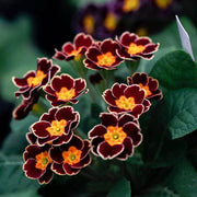 Auricula Primrose Seeds