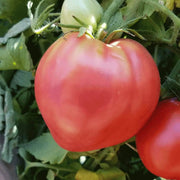 Giant Red Oxheart Tomato Seeds