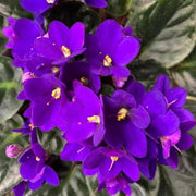 Heirloom African Violet Seeds