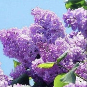 Japanese Tree Purple Lilac Seeds