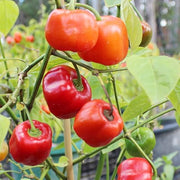 Spicy Pepper Rocoto Seeds