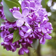 Japanese Tree Purple Lilac Seeds