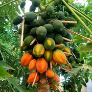 Thai Dwarf Papaya Seeds